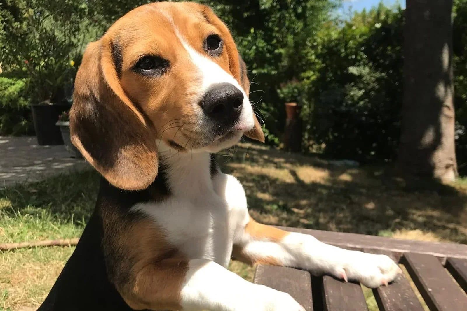 Jeune beagle appuyé sur un banc de jardin au soleil